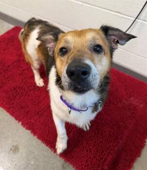 GRANDPA -  Parson Russell Terrier Dog for Adoption in Leesburg, Virginia - GRANDPA | PetCurious