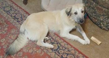 Rescue Great Pyrenees and Anatolian Shepherd Dogs for Adoption in Longview, Texas - Bordeaux | PetCurious