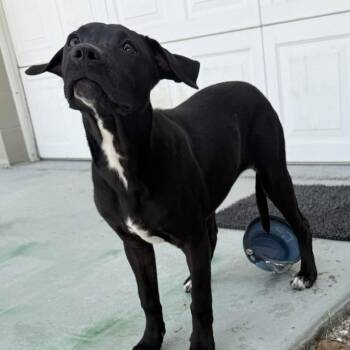Black Labrador Retriever and Mixed Breed Dogs Available for Adoption in Hinesville, Georgia - Indie | PetCurious