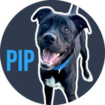 Mixed Breed Dogs Available for Adoption in Fort Worth, Texas - Pip | PetCurious
