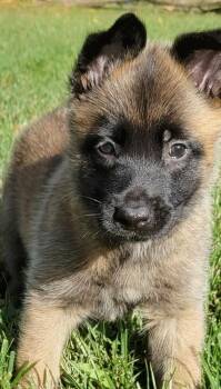 Skyler -  Belgian Shepherd Malinois Dog for Adoption - Skyler | PetCurious