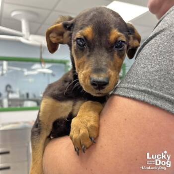 Shepherd and Labrador Retriever Dogs Available for Adoption in Washington, District Of Columbia - Aries | PetCurious
