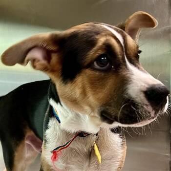 LOUIE -  Catahoula Leopard Dog and Mixed Breed Dog for Adoption in St. Louis, Missouri - LOUIE | PetCurious