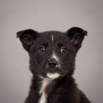 Husky and Australian Shepherd Dogs Available for Adoption in Minneapolis, Minnesota - Bloom | PetCurious