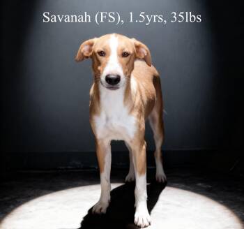 Hound Dogs Available for Adoption - Savanah | PetCurious