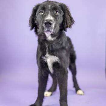 Swiss -  Retriever Dog for Adoption in Portland, Oregon - Swiss | PetCurious