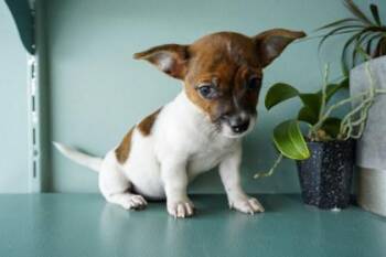 Chihuahua and Parson Russell Terrier Dogs Available for Adoption in San Antonio, Texas - Prada | PetCurious