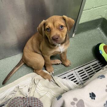 Sloth -  Mixed Breed Dog Available for Adoption in West Palm Beach, Florida - Sloth | PetCurious
