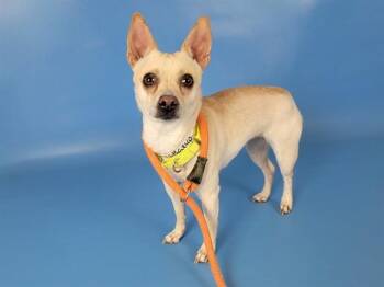 Chihuahua and Mixed Breed Dogs Available for Adoption in Colorado Springs, Colorado - NORA | PetCurious