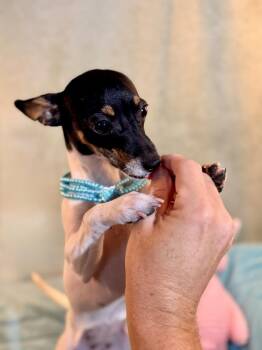 Cashew -  Rat Terrier Dog for Adoption in Richmond, Texas - Cashew | PetCurious
