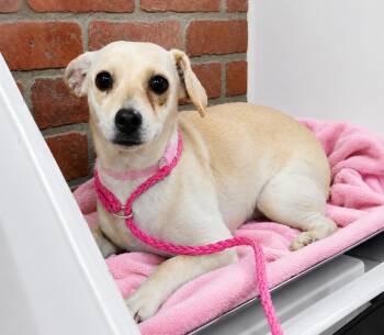 April -  Chihuahua and Spaniel Dog for Adoption in Saugus, Massachusetts - April | PetCurious