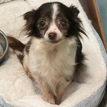 Sunflower -  Chihuahua Dog for Adoption in Buffalo, Minnesota - Sunflower | PetCurious