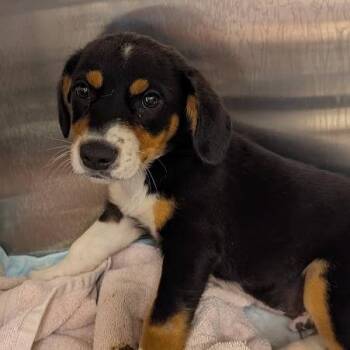 Messi -  Mixed Breed Dog for Adoption in Bentonville, Arkansas - Messi | PetCurious