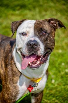 Bowser -  Pit Bull Terrier Dog for Adoption in Valparaiso, Indiana - Bowser | PetCurious