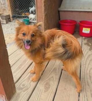 Toby -  Mixed Breed Dog for Adoption in Hopkinton, Massachusetts - Toby | PetCurious