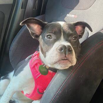 Daisy Sue -  Boxer and Mixed Breed Dog for Adoption in Abbotsford, British Columbia - Daisy Sue | PetCurious