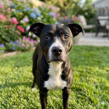 Lisa Dede -  American Staffordshire Terrier Dog for Adoption in Houston, Texas - Lisa Dede | PetCurious