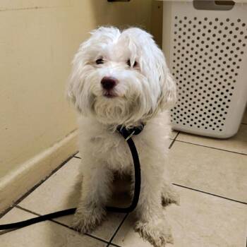 Puff -  Poodle and Mixed Breed Dog for Adoption in Pasadena, California - Puff | PetCurious