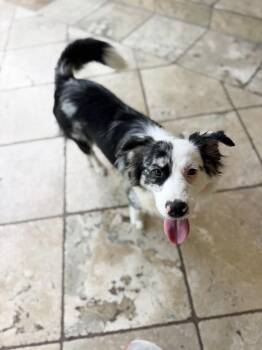 Jigsaw -  Border Collie Dog for Adoption in Richmond, Texas - Jigsaw | PetCurious