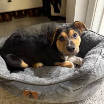 Eclair -  Mixed Breed Dog Available for Adoption in Chicago, Illinois - Eclair | PetCurious