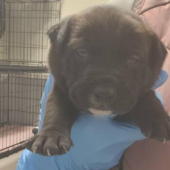 Pit Bull Terrier Dogs Available for Adoption - Whitaker | PetCurious