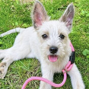 Waffle -  Terrier and Border Collie Dog for Adoption in Livonia, Michigan - Waffle | PetCurious