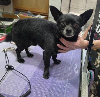 Chihuahua and Mixed Breed Dogs Available for Adoption in Pahrump, Nevada - Beadrueax | PetCurious