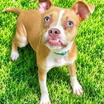Dobby -  Terrier Dog for Adoption in Battle Creek, Michigan - Dobby | PetCurious