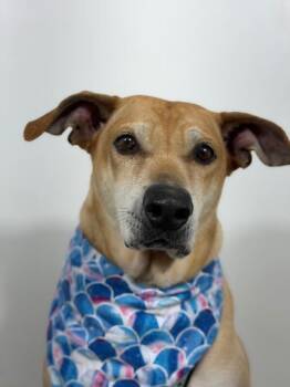 Paco-One of our Amazing Rescue Dogs -  Black Mouth Cur and Whippet Dog for Adoption in Carlsbad, California - Paco-One Of Our Amazing Rescue Dogs | PetCurious