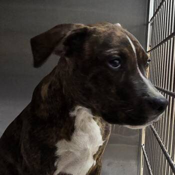 Stripes -  Pit Bull Terrier Dog for Adoption in Montgomery, Alabama - Stripes | PetCurious