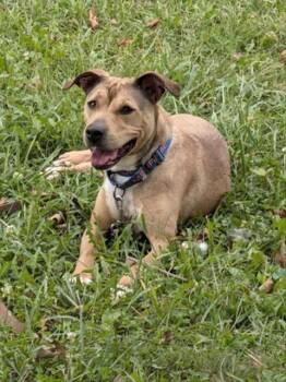 JUSTINE -  Labrador Retriever and German Shepherd Dog Dog for Adoption in Derwood, Maryland - JUSTINE | PetCurious