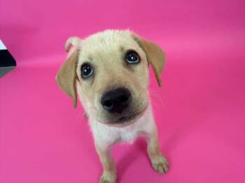 Alias -  Shepherd and Chow Chow Dog for Adoption in Phoenix, Arizona - Alias | PetCurious