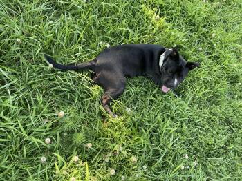 Rescue Shar Pei and Pit Bull Terrier Dogs for Adoption in Meeker, Oklahoma - Lucky | PetCurious