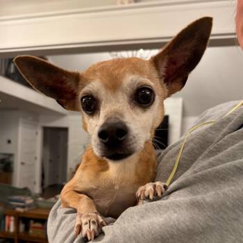 Sammy -  Chihuahua and Mixed Breed Dog for Adoption - Sammy | PetCurious
