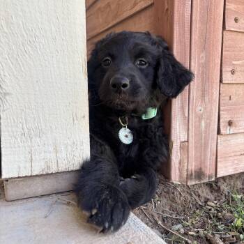 Bluebell -  Standard Poodle and Belgian Shepherd Malinois Dog for Adoption in Gilbert, Arizona - Bluebell | PetCurious
