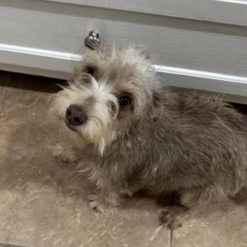 Nova -  Standard Schnauzer and Mixed Breed Dog for Adoption in Baton Rouge, Louisiana - Nova | PetCurious