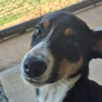 Australian Shepherd and Border Collie Dogs Available for Adoption in Birmingham, Alabama - Norse | PetCurious