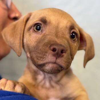 Mario -  Pit Bull Terrier Dog for Adoption in Goleta, California - Mario | PetCurious