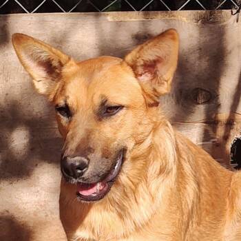 Katy -  German Shepherd Dog Dog for Adoption - Katy | PetCurious