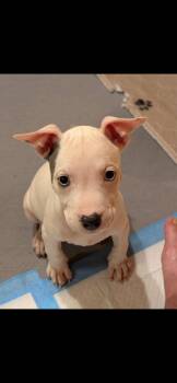 Rescue Mixed Breed Dogs for Adoption in Dighton, Massachusetts - Blanche | PetCurious