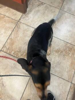 Greta -  Mixed Breed Dog for Adoption in Cincinnati, Ohio - Greta | PetCurious