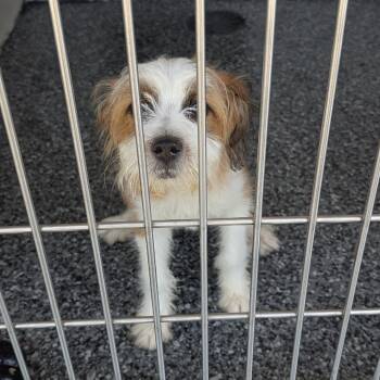 Pippa -  Maltese and Mixed Breed Dog for Adoption in Buchanan Dam, Texas - Pippa | PetCurious