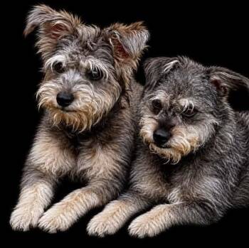 Emma and Heidi -  Miniature Schnauzer Dog for Adoption in Lakewood Village, Texas - Emma And Heidi | PetCurious