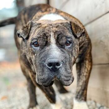 Sir Wrinklesworth -  Shar Pei and Mixed Breed Dog for Adoption in Golden, Colorado - Sir Wrinklesworth | PetCurious
