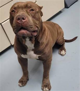 NINO -  Pit Bull Terrier and Mixed Breed Dog for Adoption in St. Cloud, Florida - NINO | PetCurious