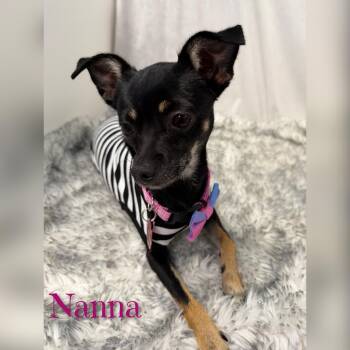 Nanna -  Chihuahua Dog for Adoption in Fredericksburg, Virginia - Nanna | PetCurious