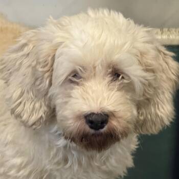 Canyon-Foster Home Needed -  Cockapoo Dog for Adoption in Hartland, Wisconsin - Canyon-Foster Home Needed | PetCurious