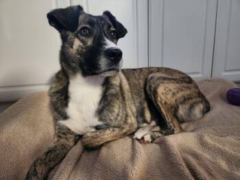 Rescue Australian Shepherd Dogs for Adoption in Appin, Ontario - Sadie | PetCurious