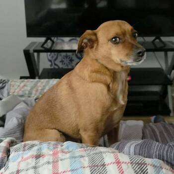 Mixed Breed Dogs Available for Adoption in Griswold, Connecticut - Dunkin | PetCurious