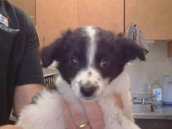 Cardigan Welsh Corgi and Chihuahua Dogs Available for Adoption in Sacramento, California - A915367 | PetCurious
